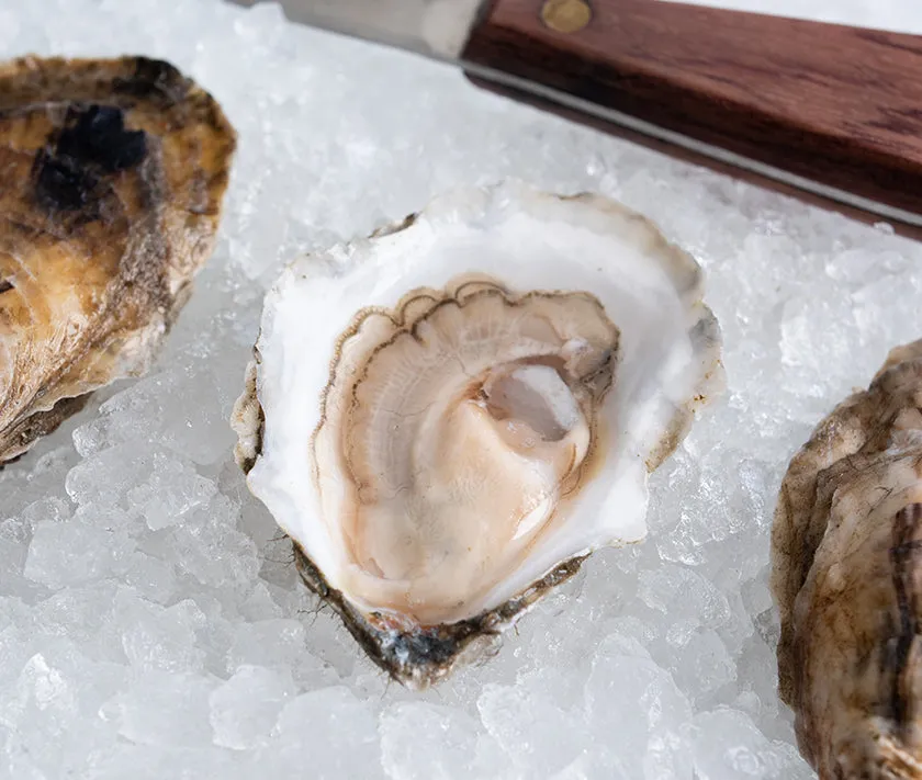 1620 Oysters from Plymouth, MA