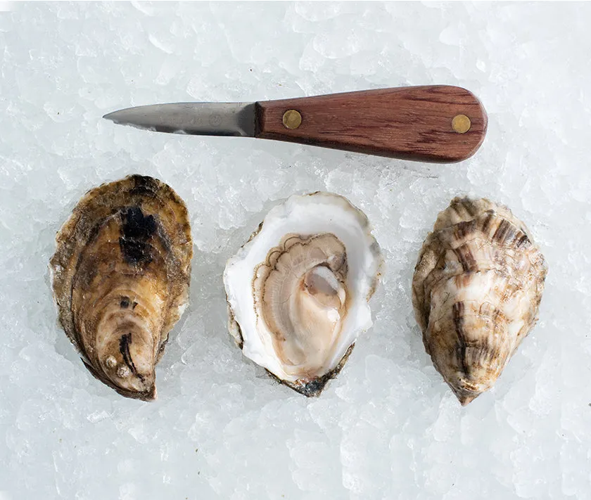 1620 Oysters from Plymouth, MA