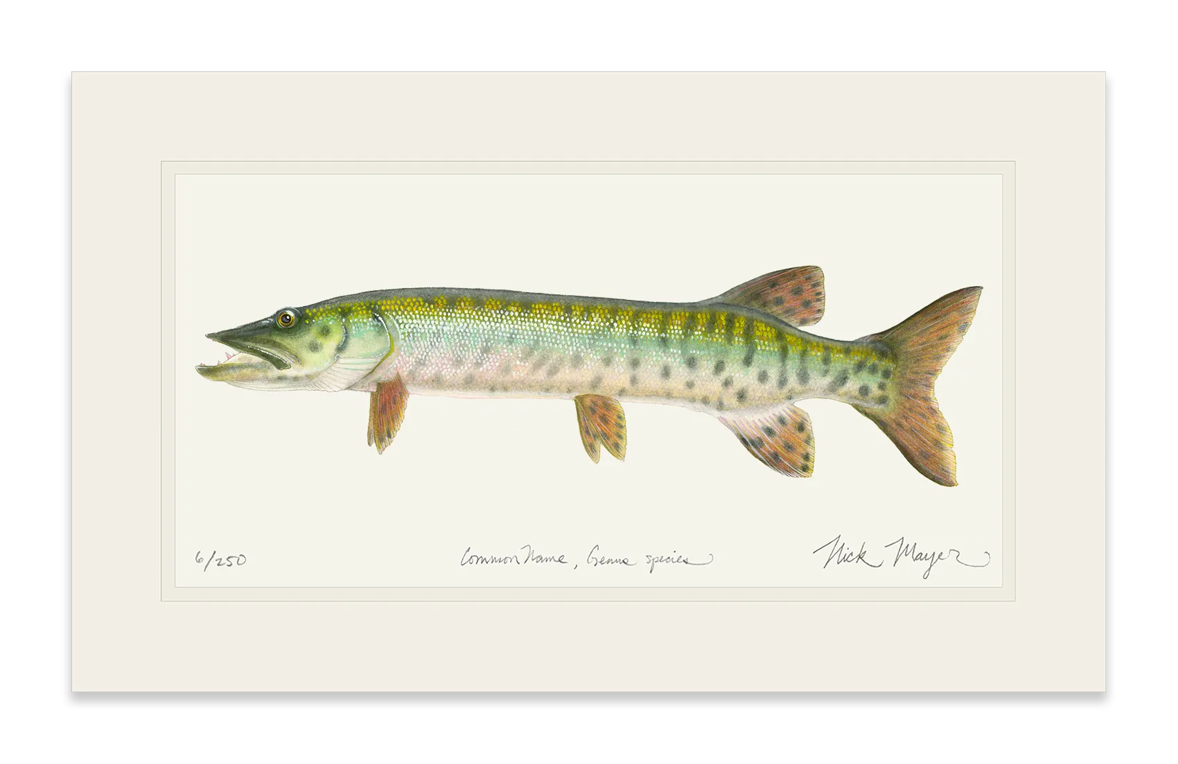 Baby Muskie Print