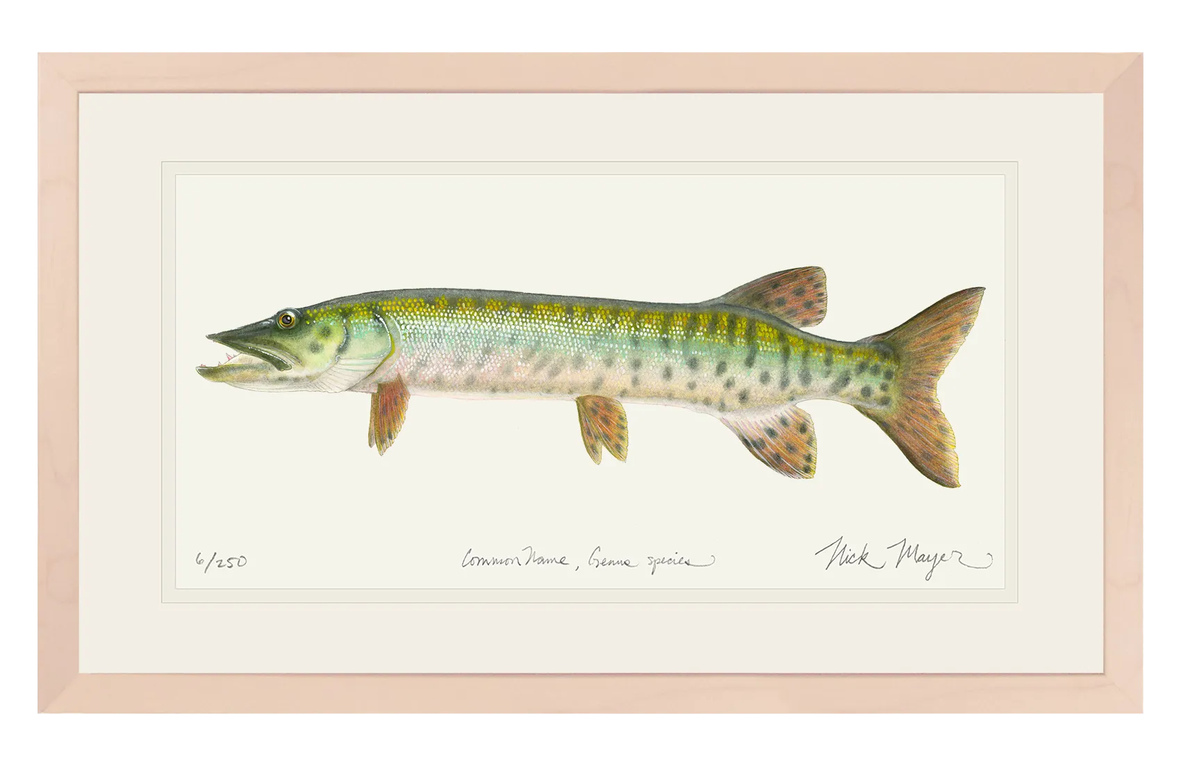 Baby Muskie Print