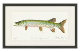 Baby Muskie Print