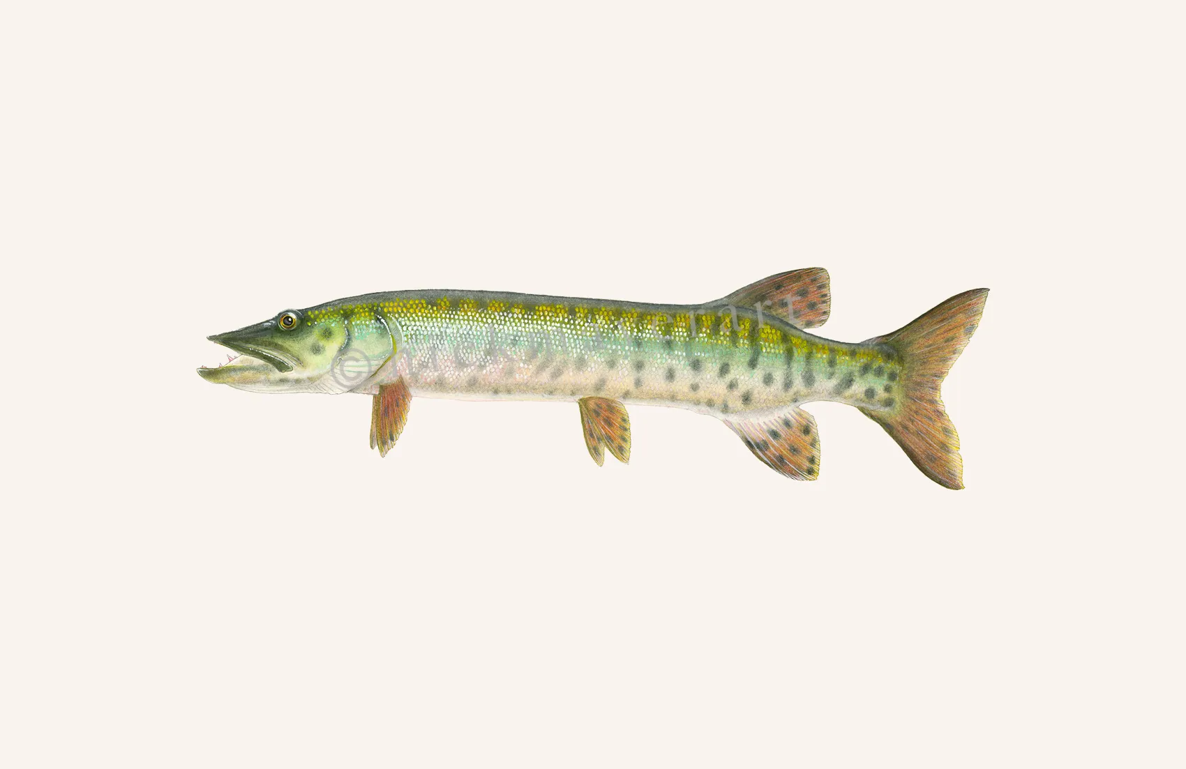 Baby Muskie Print